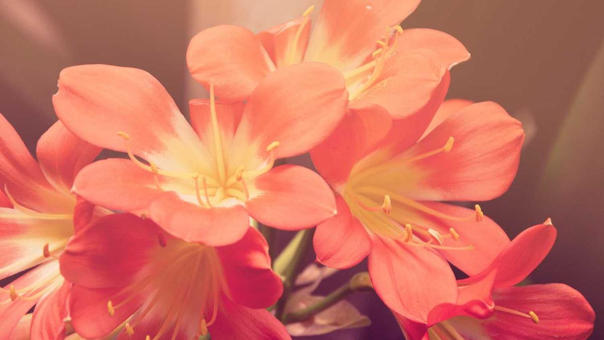 龙岩市哪些县城繁华