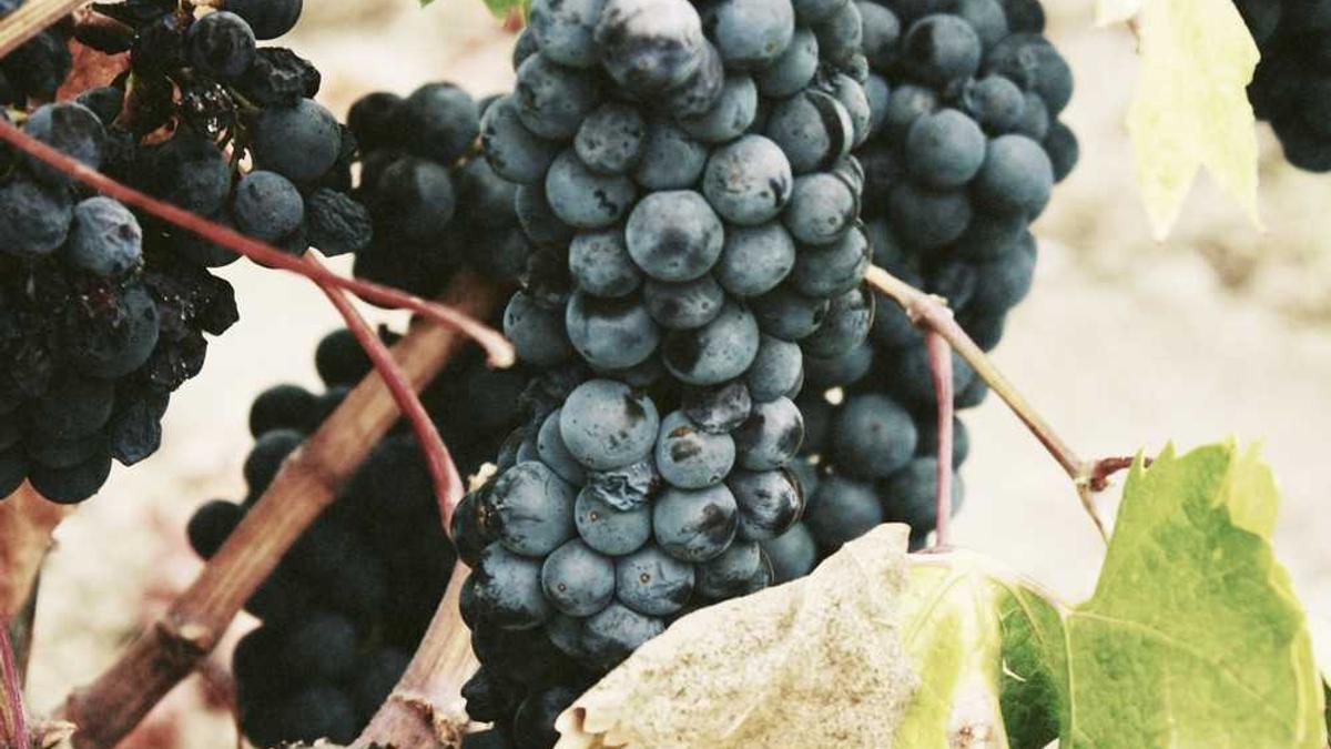 愉悦到家有隐藏服务吗