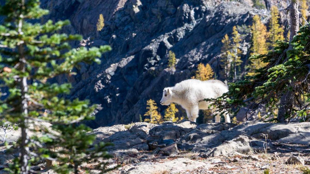 厦门航空所有机型