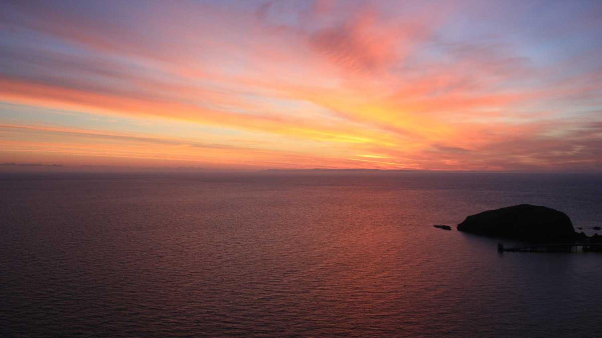 山东能种植的观赏植物